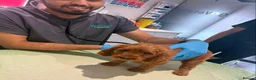 Cavapoo dogs for sale: 🥇TOP QUALITY F1 CAVAPOO PUPPIES READY TO LEAVE! - Advert 14