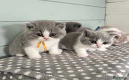 British Shorthair cats for sale: TICA registered Bluebio colour kitten - Image 12