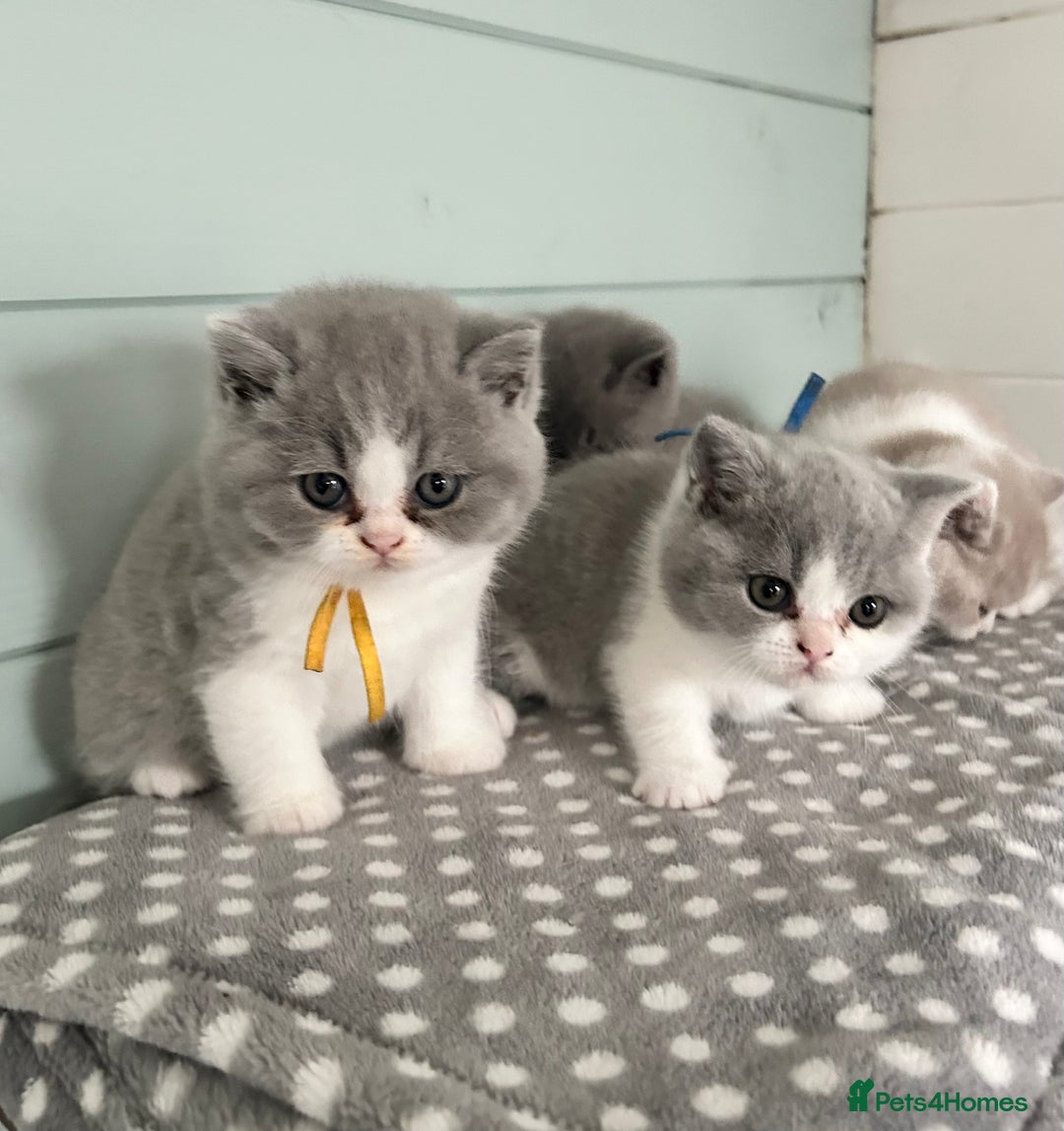 British Shorthair cats for sale: TICA registered Bluebio colour kitten - Image 12