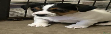 Jack Russell Puppy 1