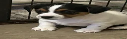 Jack Russell dogs for sale: Jack Russell  - Advert 5