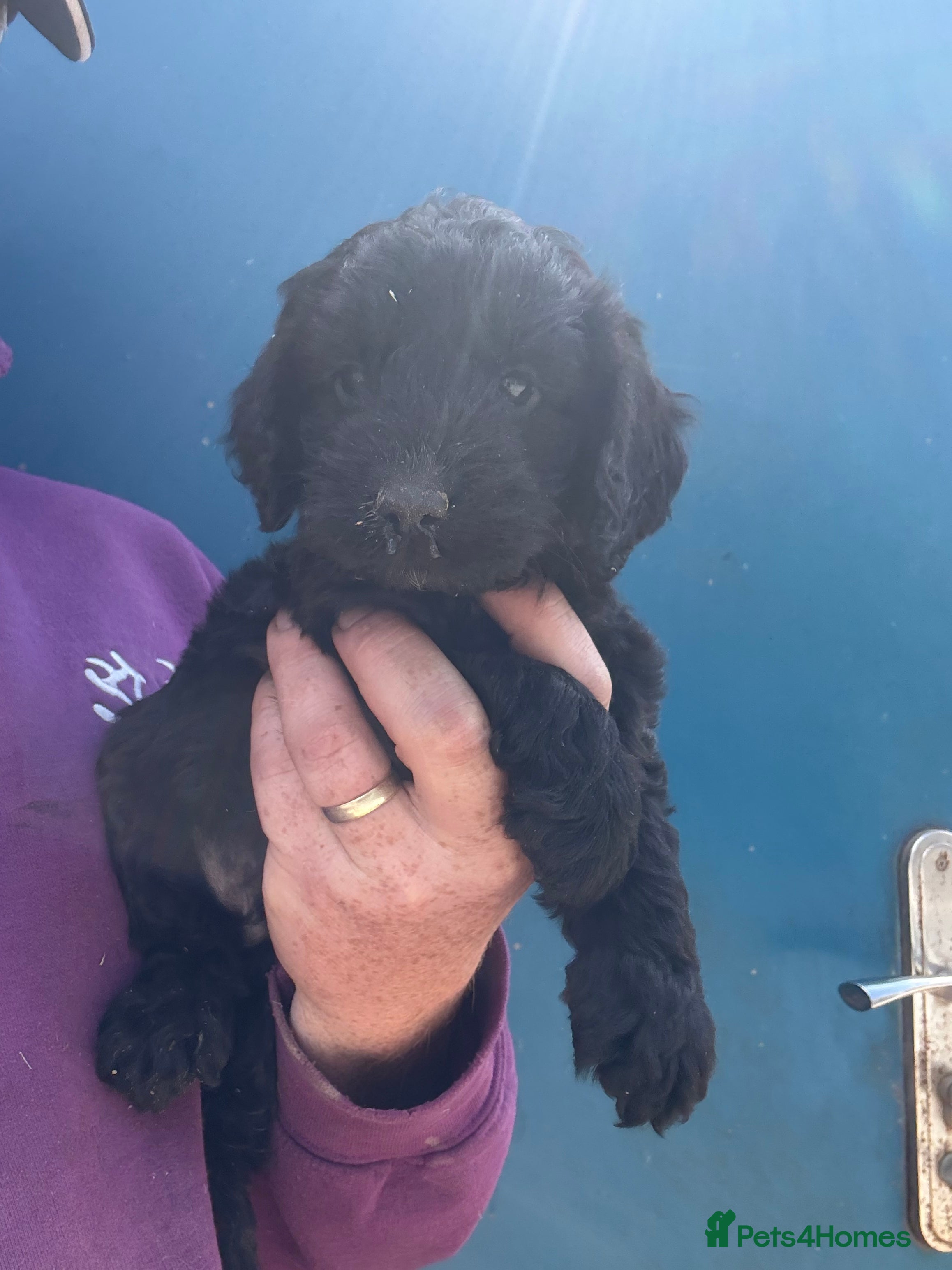 Cockapoo dogs F1 Cockapoo Pups - Advert 1