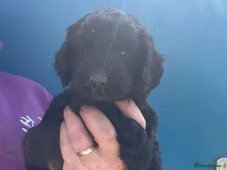 Cockapoo dogs F1 Cockapoo Pups - Advert 6