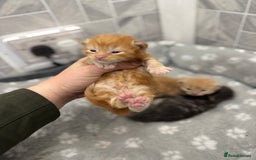 Ragcoon cats for sale: Maine coon x Ragdoll/Bengal kitten available  - Advert 3