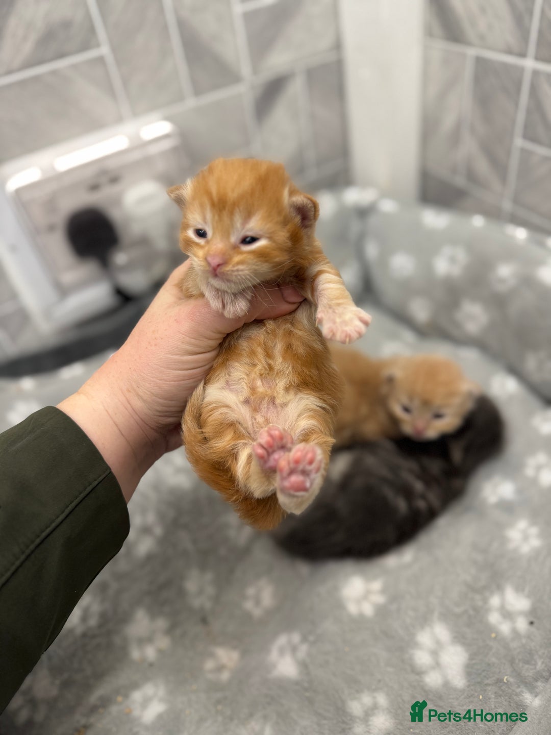 Ragcoon cats for sale: Maine coon x Ragdoll/Bengal kitten available  - Advert 3