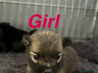 Pomapoo dogs Beautiful Pom puppies 🐶 - Advert 1