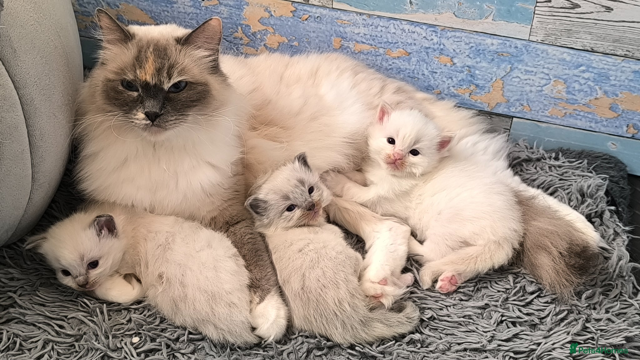 Ragdoll cats for sale: Beautiful ragdolls are looking for a forever home  - Advert 1