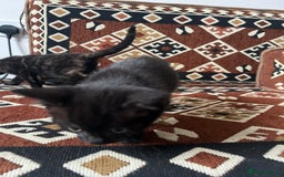 Bengal cats for sale: Bengal Mix Ready!!- 4/6 left! - Image 18