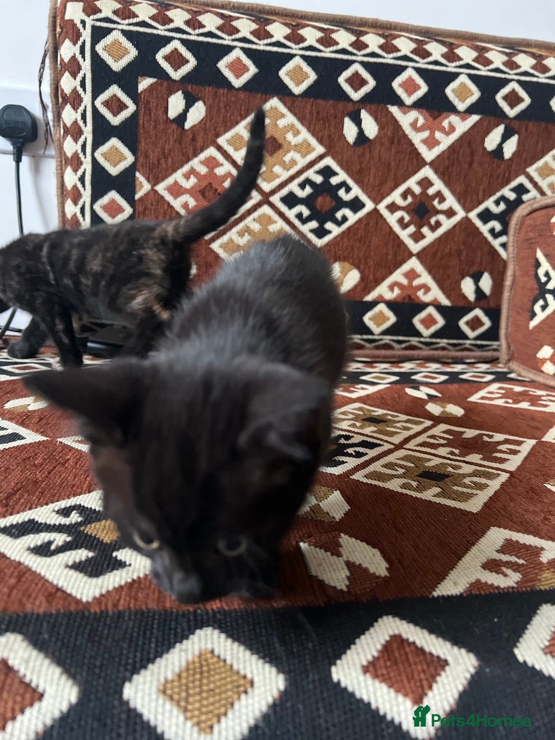 Bengal cats for sale: Bengal Mix Ready!!- 4/6 left! - Image 18