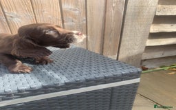 Cocker Spaniel dogs for sale: Beautiful Kc cocker spaniel  boys and girls  - Image 15