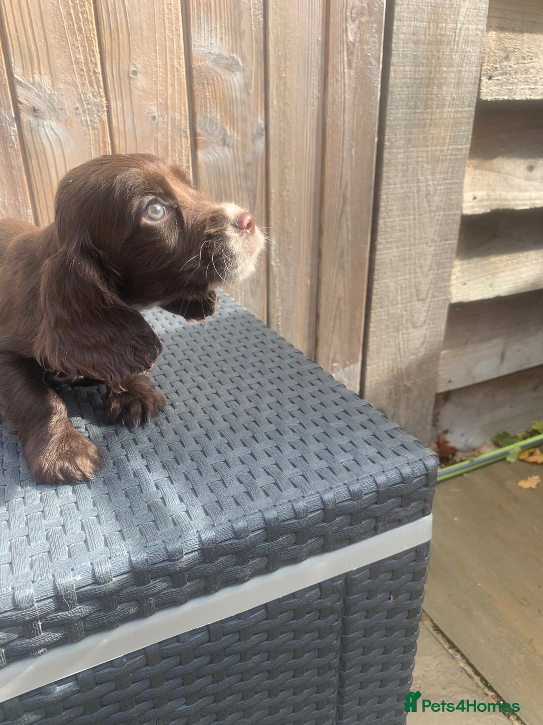Cocker Spaniel dogs for sale: Beautiful Kc cocker spaniel  boys and girls  - Image 15