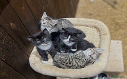 Mixed Breed cats for sale: Gorgeous Part Siberian cross British shorthair  - Image 1