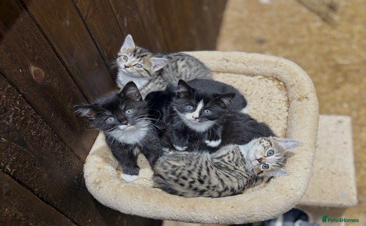 Mixed Breed cats - Advert 2