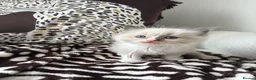 Ragdoll cats for sale: Ragdoll kittens  - Advert 4