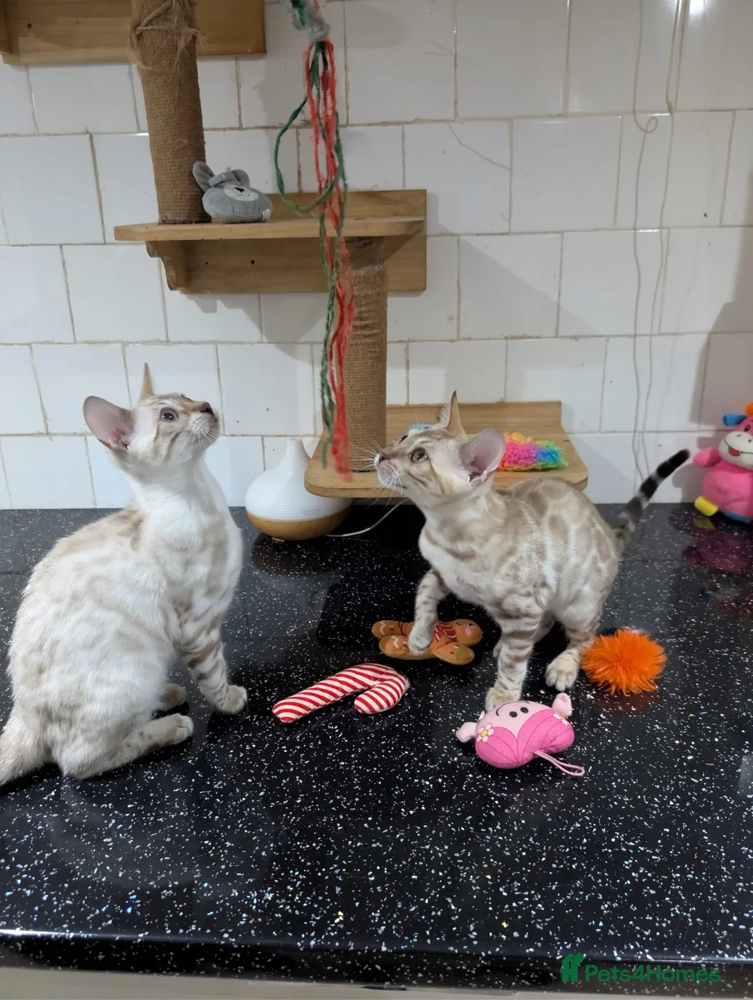 Bengal cats for sale: 🔥✨Pedigree TICA-Registered Bengals - Advert 15