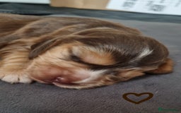 Cocker Spaniel dogs for sale: Charming English Show Cocker Spaniel Puppies  - Advert 18