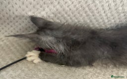 Maine Coon cats for sale: Reduced Pedigree GCCF registered kitten 1.6kg - Image 13