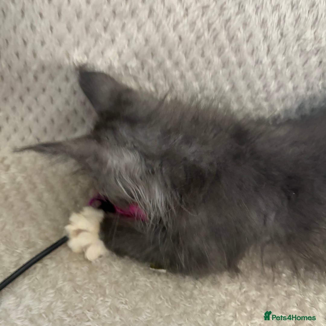 Maine Coon cats for sale: Reduced Pedigree GCCF registered kitten 1.6kg - Image 13