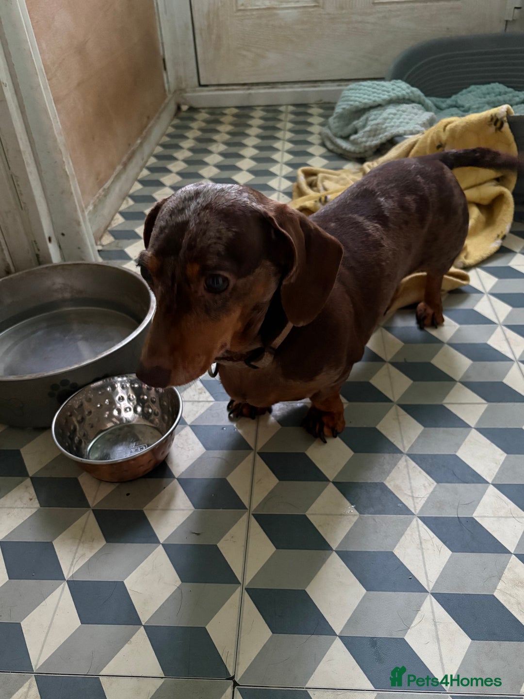Miniature Dachshund dogs for sale: Mini dachshund female for sale  - Advert 5