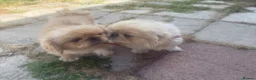 Pekingese dogs for sale: Rare pekingnese 2 boys 1 year old apricot & white  - Advert 7