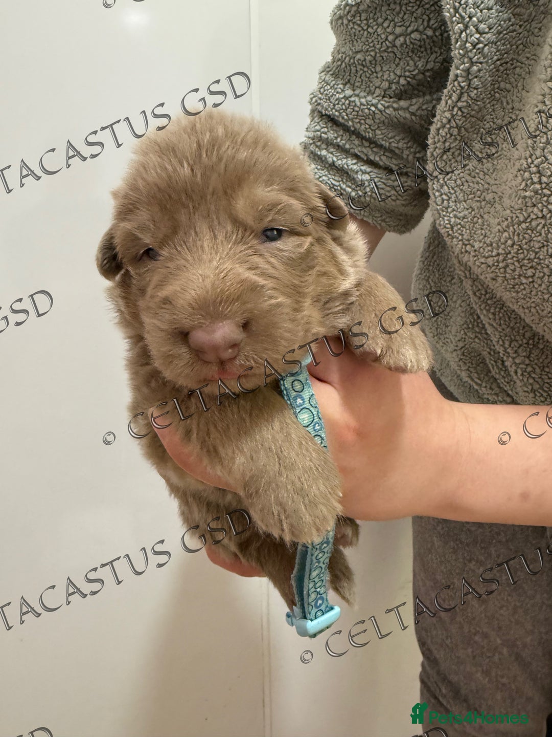 German Shepherd dogs for sale: Kcreg Isabella German shepherd pups  - Image 1