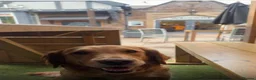 Golden Retriever dogs for sale: KC Reg Extensively Health Tested Golden Retriever - Advert 3