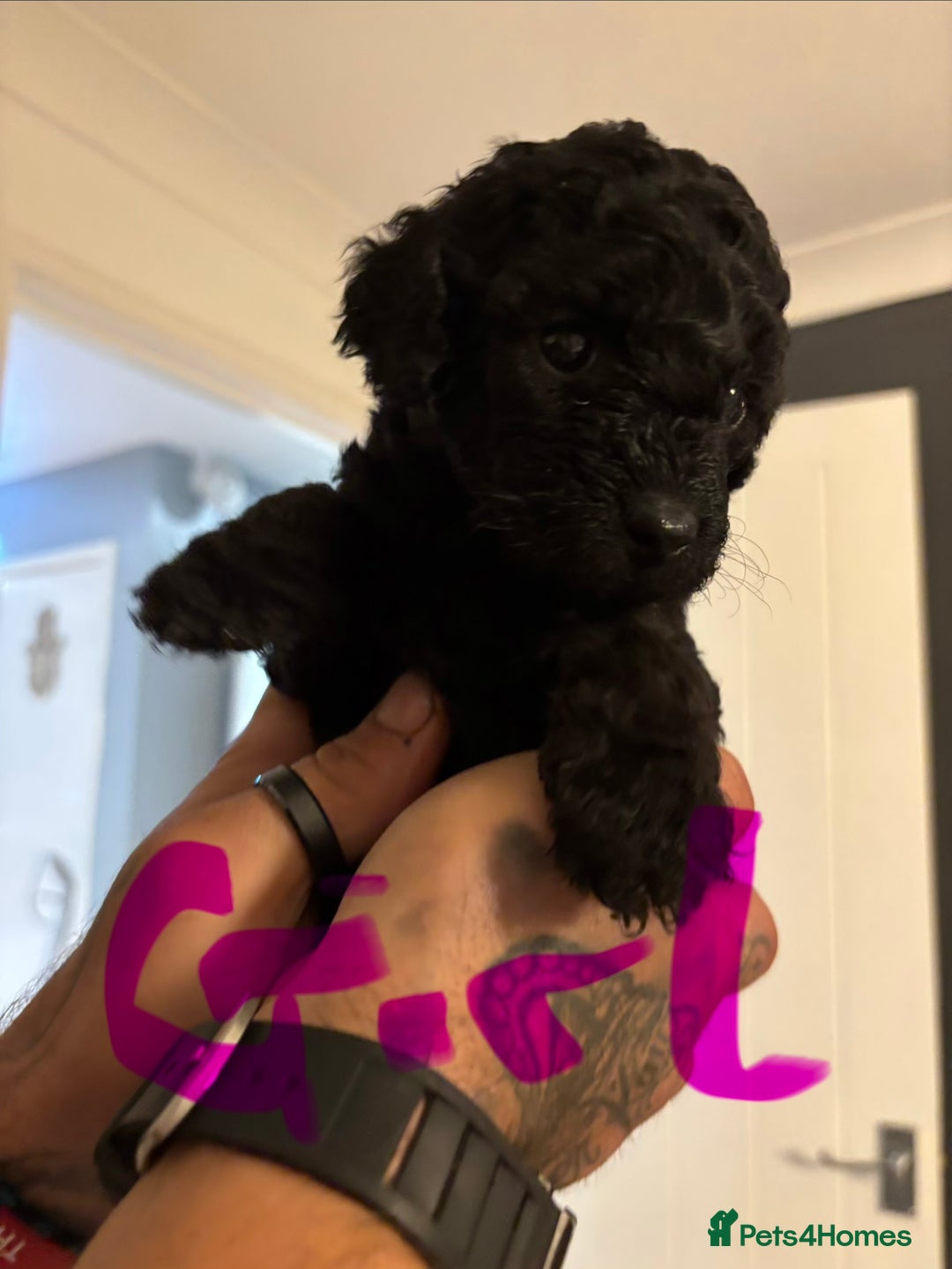 Cockapoo dogs for sale: 7 beautiful pups for sale  - Image 6