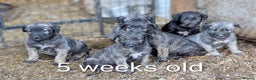 Deerhound dogs for sale: Deerhound/Wolfhound pups - Advert 2