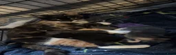 Mixed Breed cats for sale: Kittens for sale  in Burnley - Advert 1