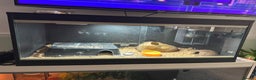 Leopard Gecko reptiles for sale: Albino leopard gecko - Advert 2