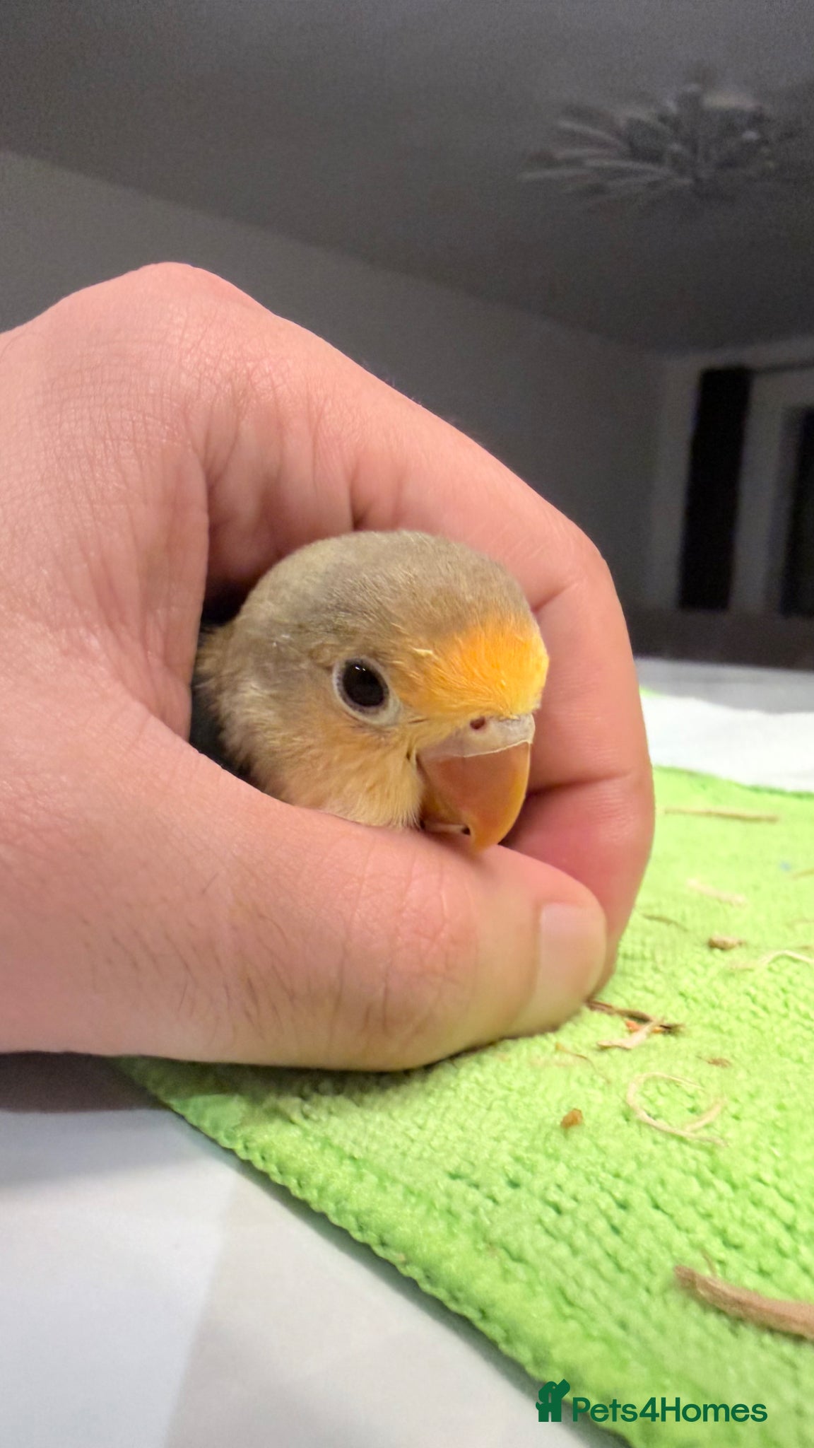 Lovebirds birds for sale: Silly tame 10 weeks young baby lovebird - Advert 3