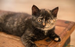 British Shorthair cats for sale: Ready this weekend, super cute BSH kittens - Image 7