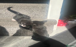 Domestic Shorthair cats for sale: Beautiful kittens looking for forever homes🩷💙🐾 - Image 15