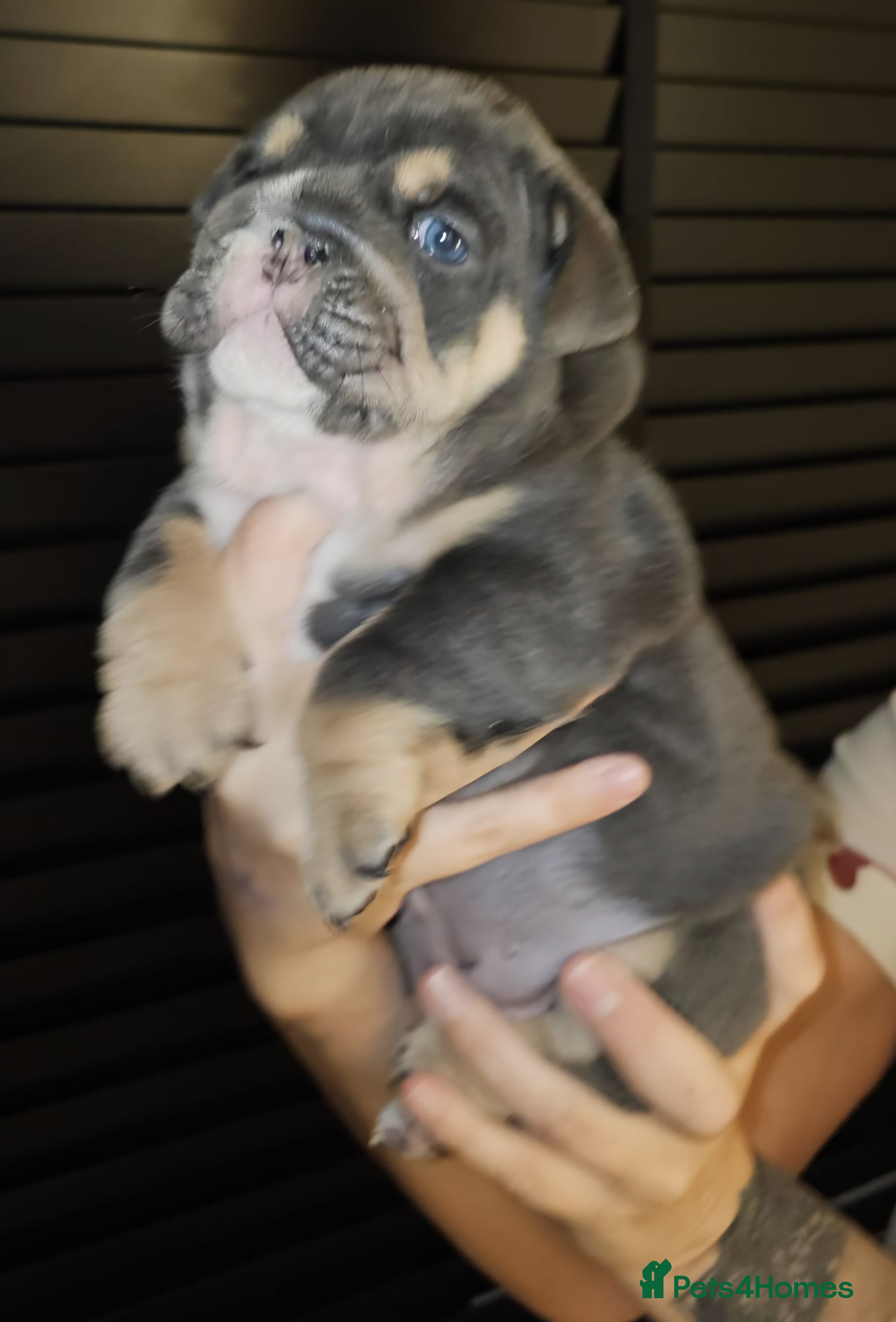 English Bulldog dogs Litter of 7 English Bulldogs - Advert 2