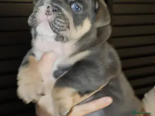 English Bulldog dogs Litter of 7 English Bulldogs - Advert 2