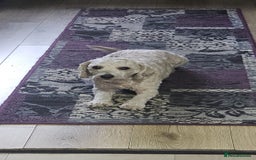 Cavapoochon dogs for sale: George 3 year old cavapoochon  - Image 6