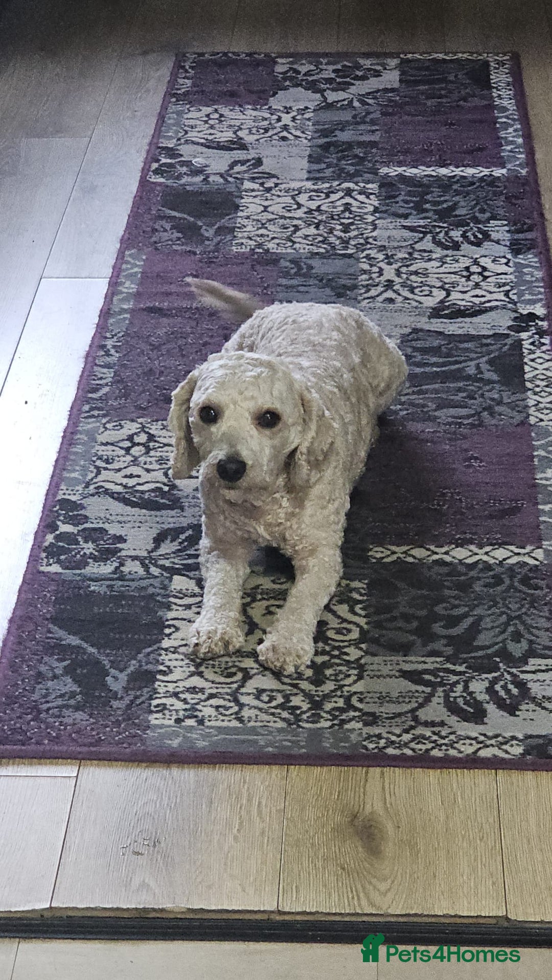 Cavapoochon dogs for sale: George 3 year old cavapoochon  - Image 6