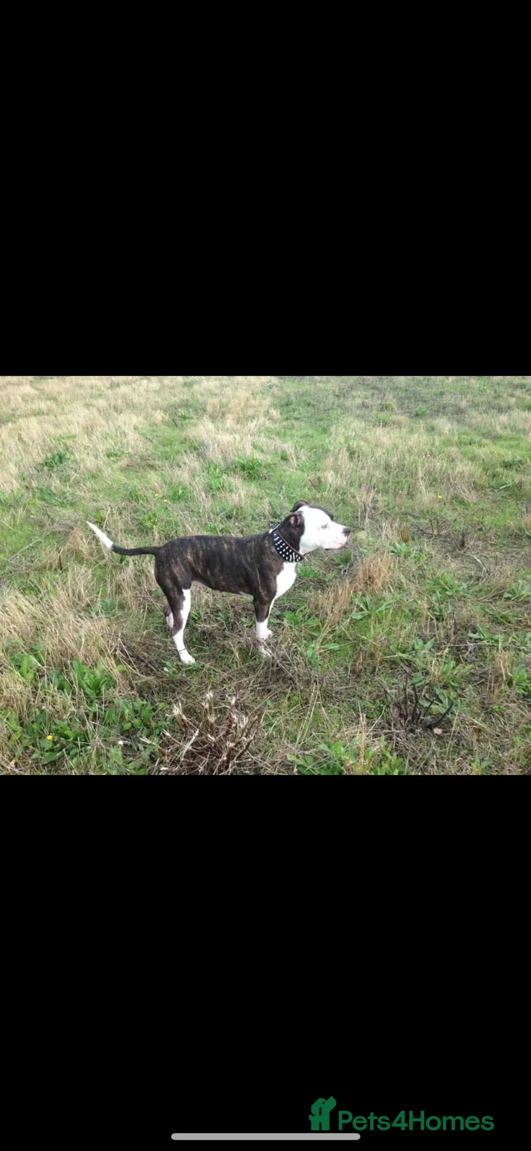 American Bulldog dogs for sale: American Bulldog  - Advert 3