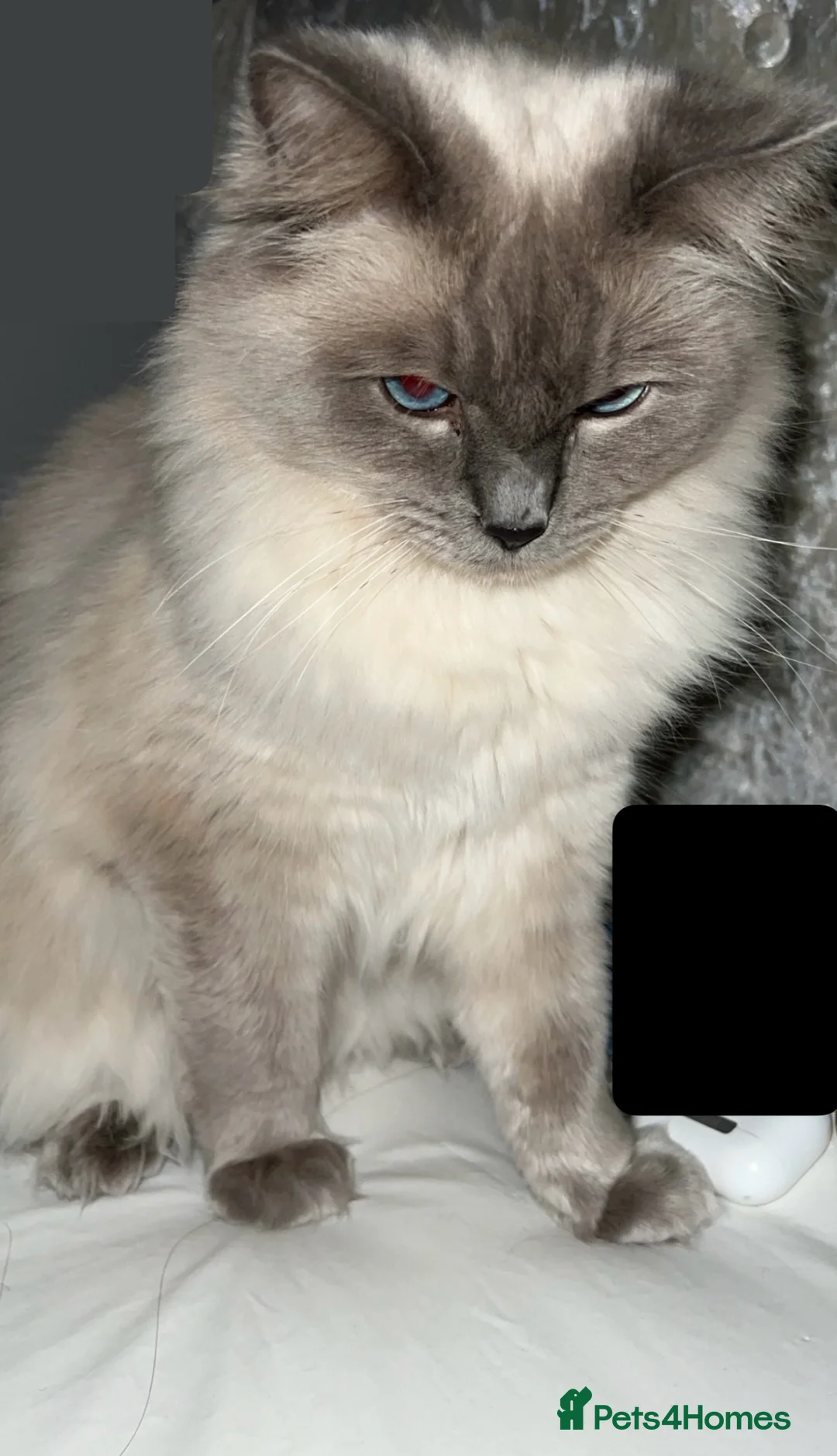 Ragdoll cats for sale: Adult Male Ragdoll Cat - Advert 7