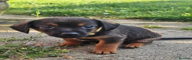 Chiweenie Puppy 2