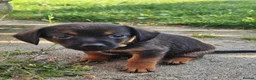 Chiweenie dogs for sale: 🐾 Pocket-Sized Pups Looking for Loving Homes! 🐾  - Advert 9