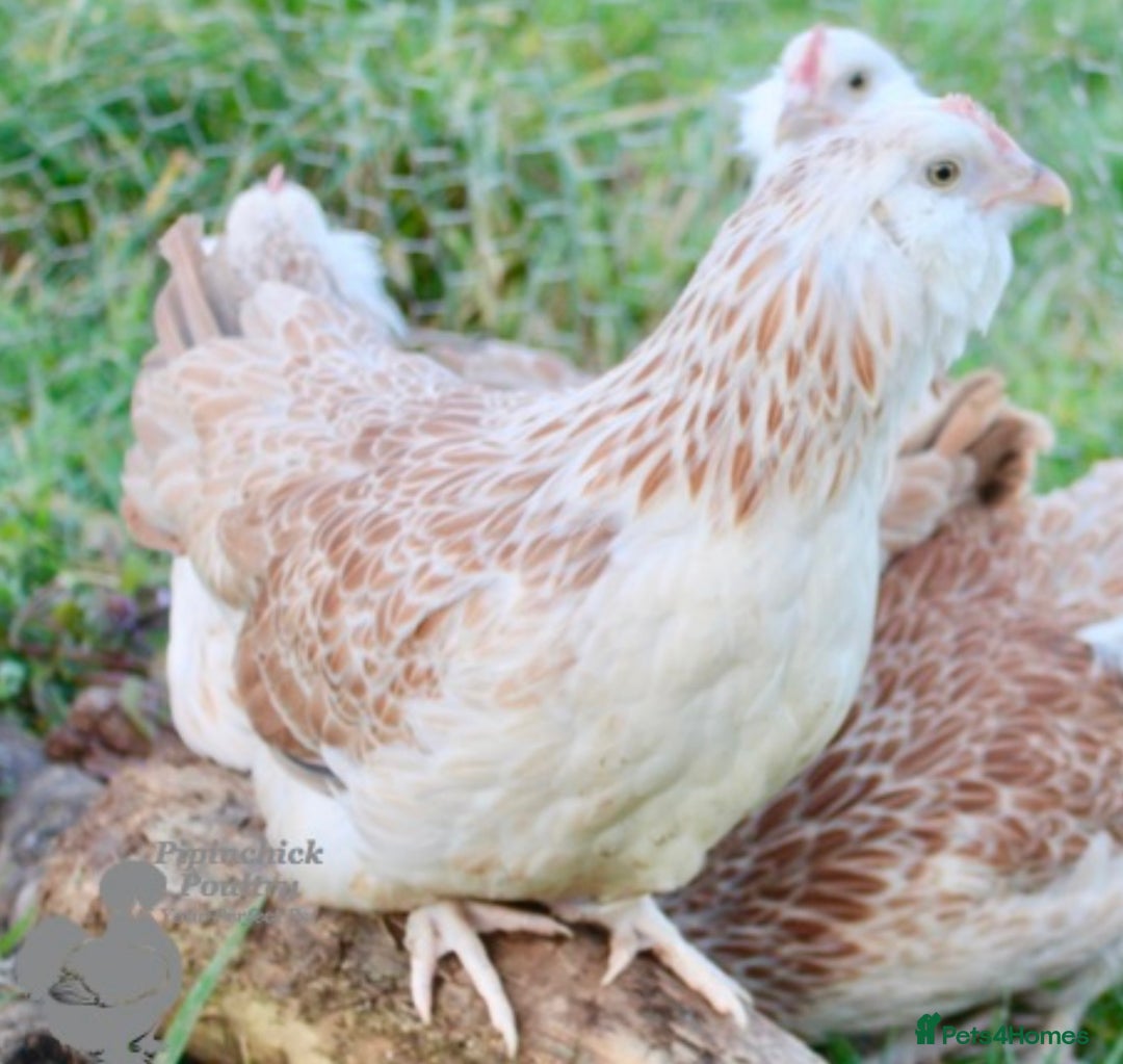Chickens poultry for sale: Silkie and other chicks,growers and layers - Image 35