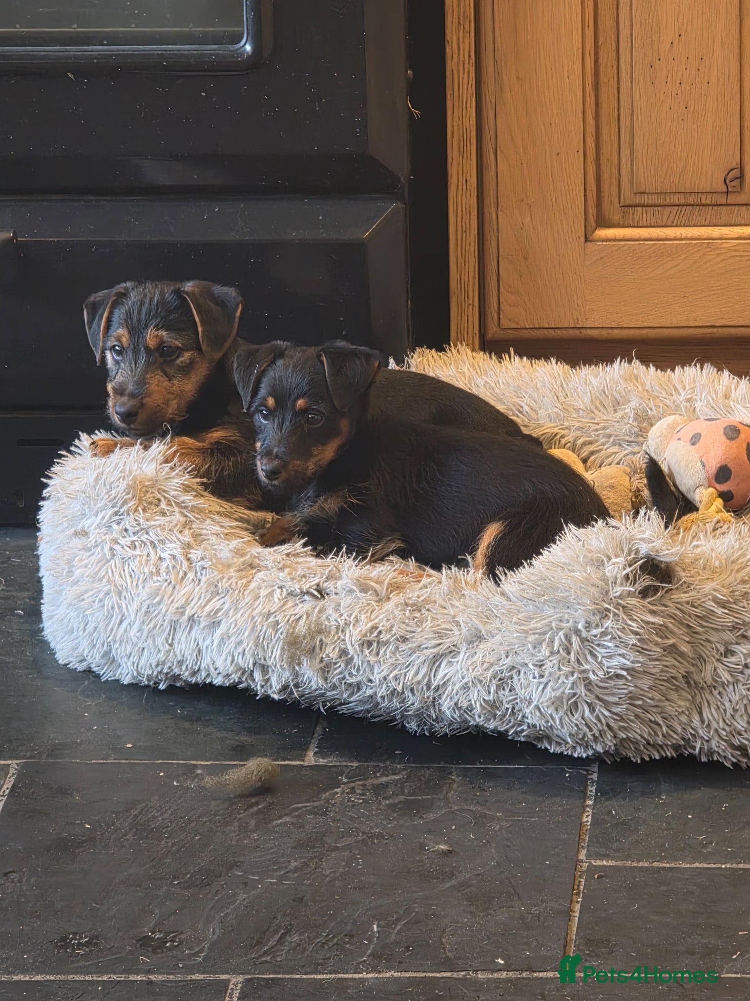 Jackshund dogs Dachshund X Jackrussell  - Advert 2