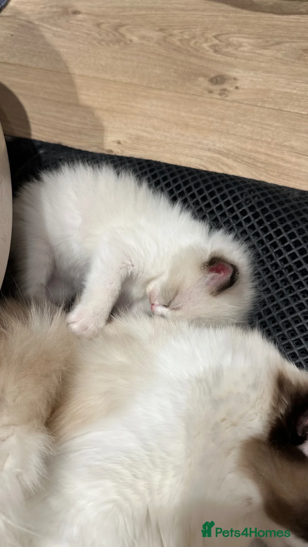 Ragdoll cats for sale: Ragdoll cats&kitten for sell  - Advert 15