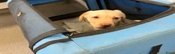 Labrador Retriever dogs for sale: Gorgeous Labrador puppies for sale - Advert 9