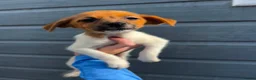 Jack Russell dogs for sale: Ready to leave  - Advert 16