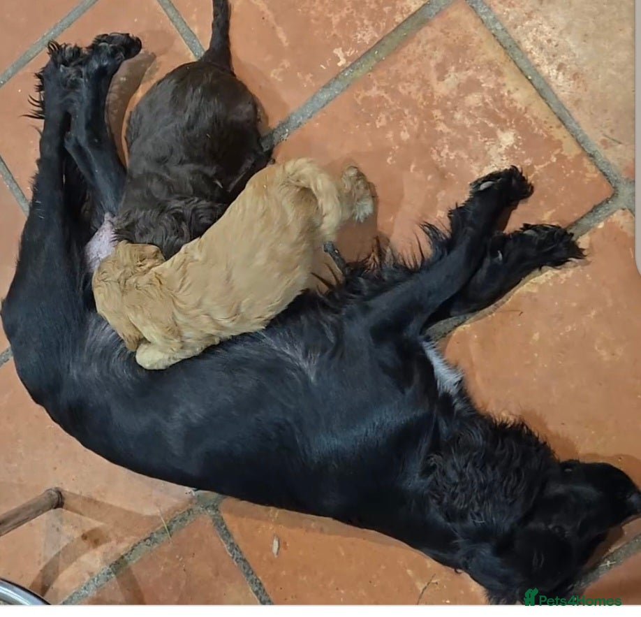 Cocker Spaniel dogs Show cocker spaniel boy - Advert 1