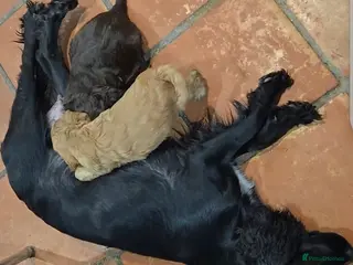 Cocker Spaniel dogs Show cocker spaniel boy - Advert 1