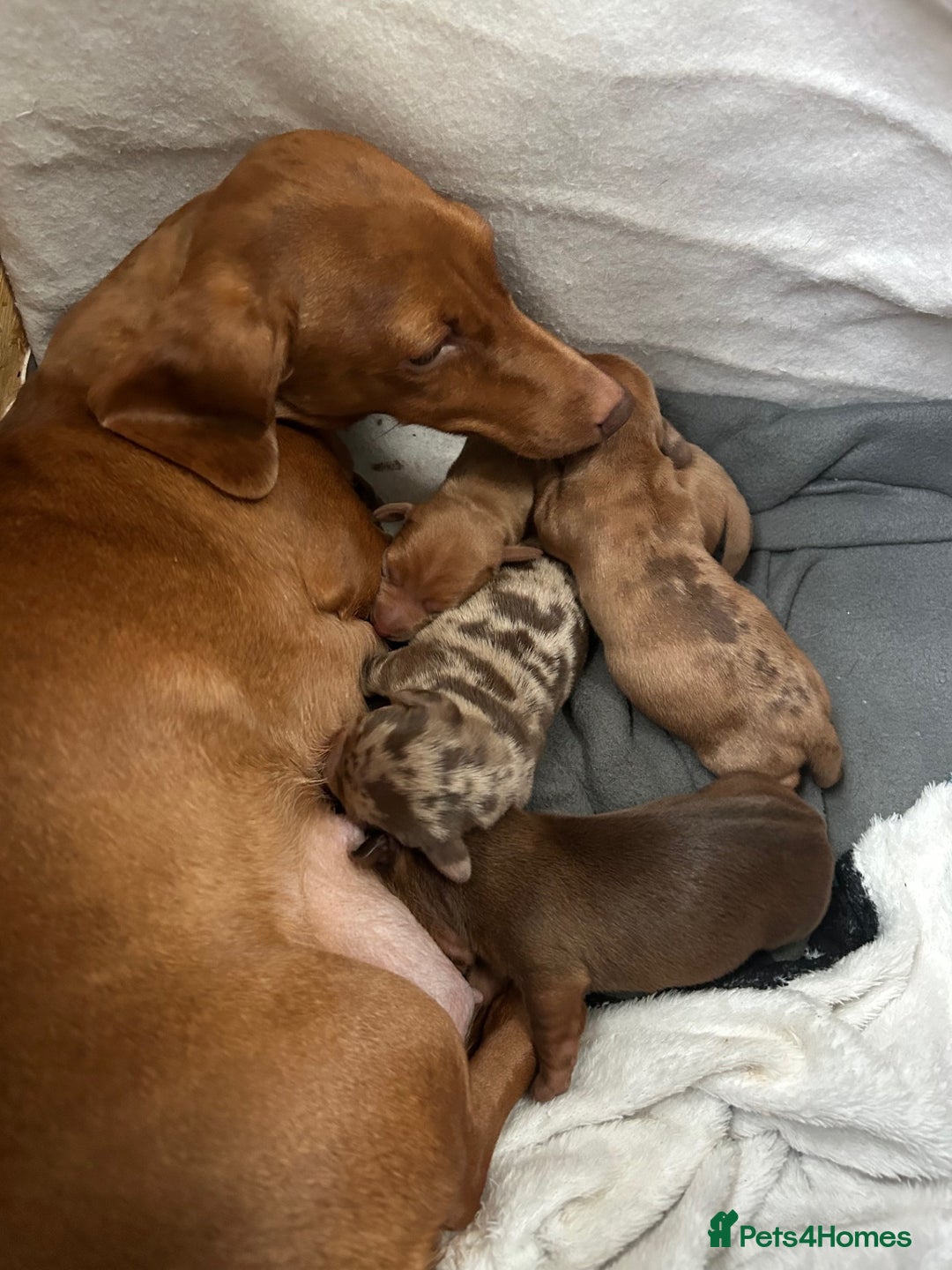 Miniature Dachshund dogs for sale: Full of fun Miniature Dachshunds  - Advert 2