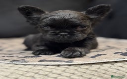 French Bulldog dogs for sale: Beautiful French Bulldogs Males  - Advert 4